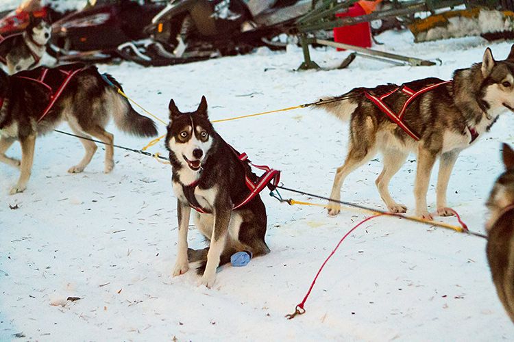 jokkmokk_dogsled_MG_2643