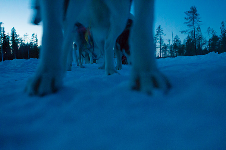jokkmokk_dogsled_MG_2656