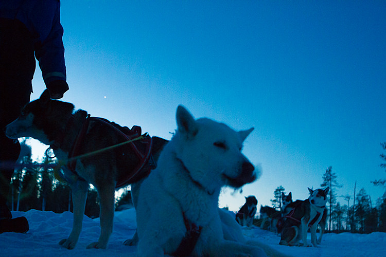 jokkmokk_dogsled_MG_2659