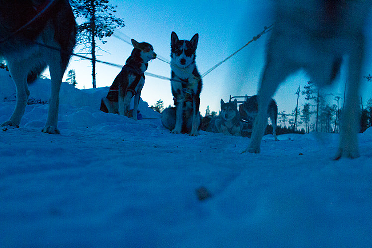 jokkmokk_dogsled_MG_2662