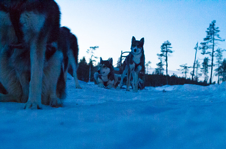 jokkmokk_dogsled_MG_2665