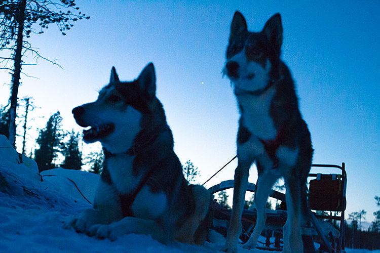 jokkmokk_dogsled_MG_2668